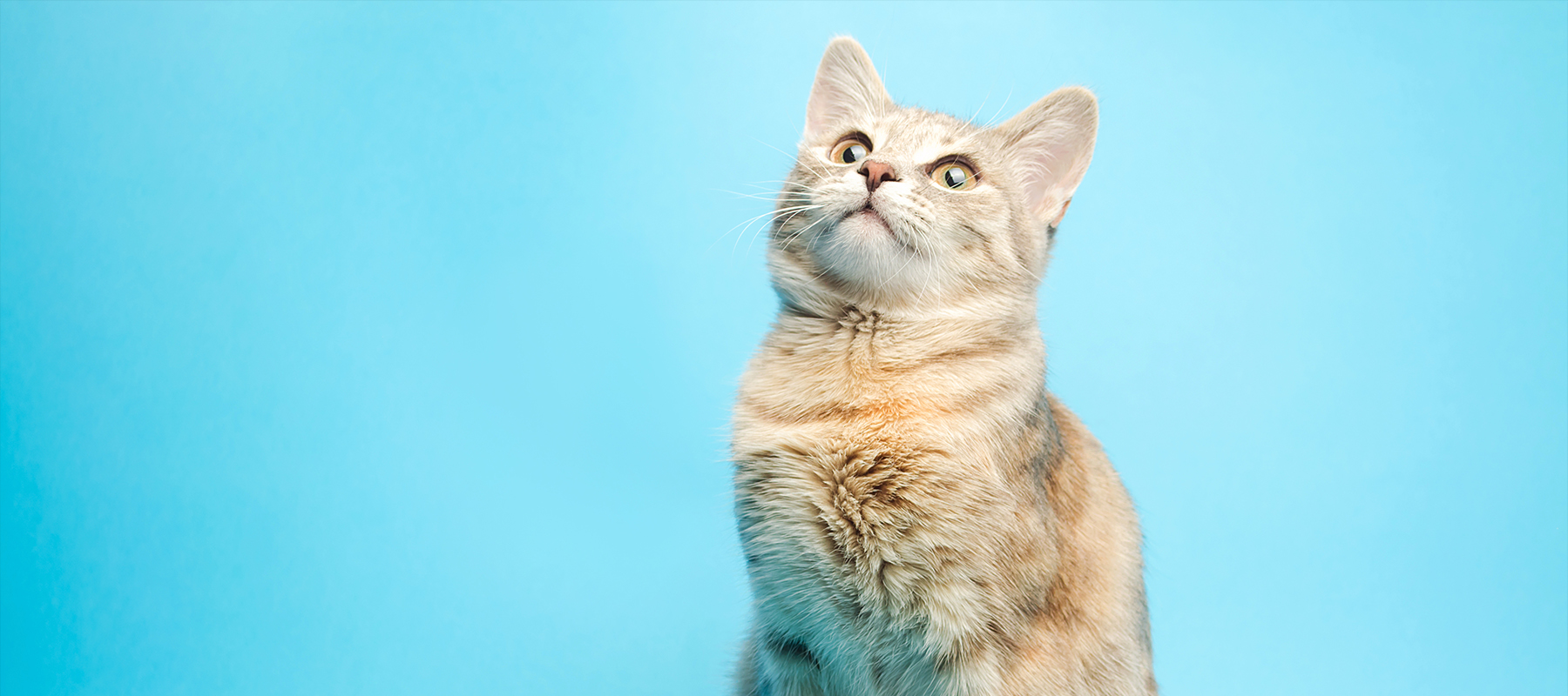 Feles Kedi Kumu