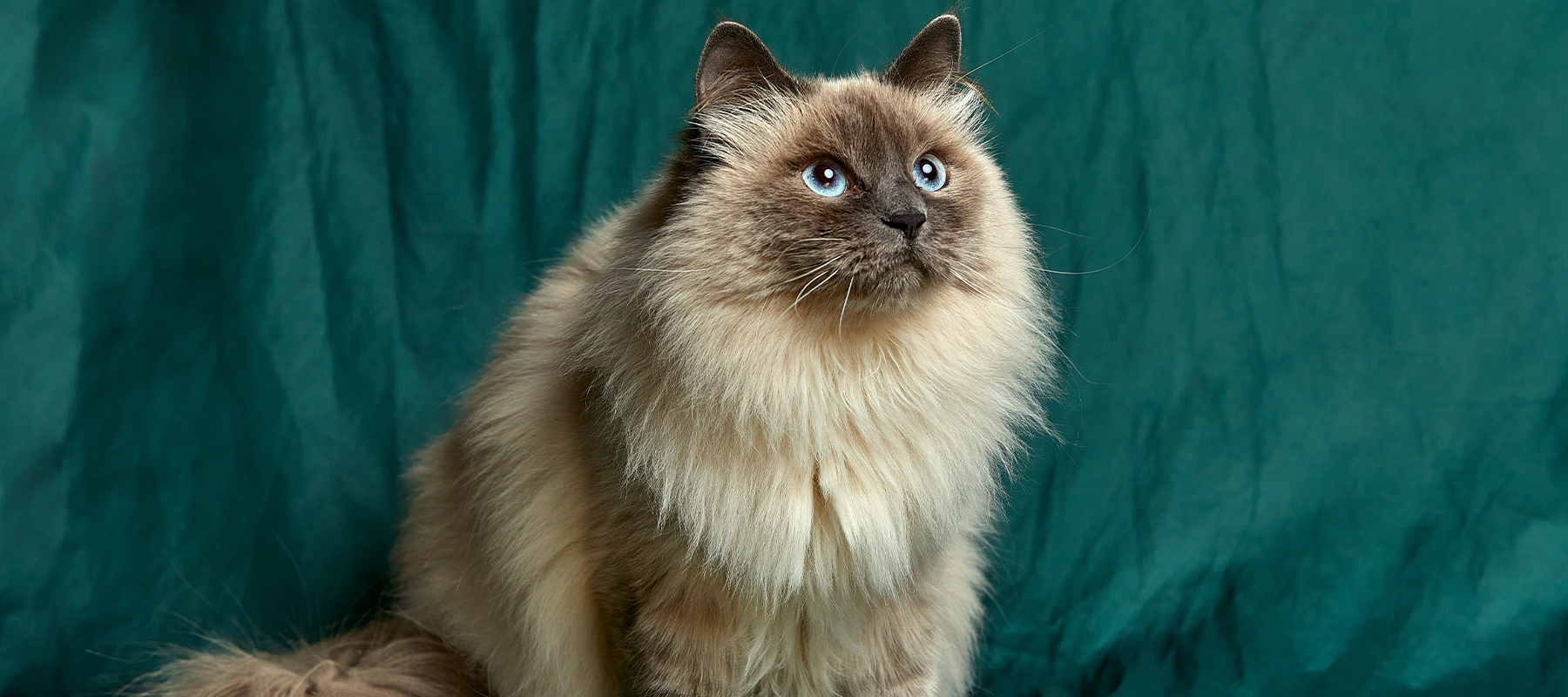Feles Kedi Kumu
